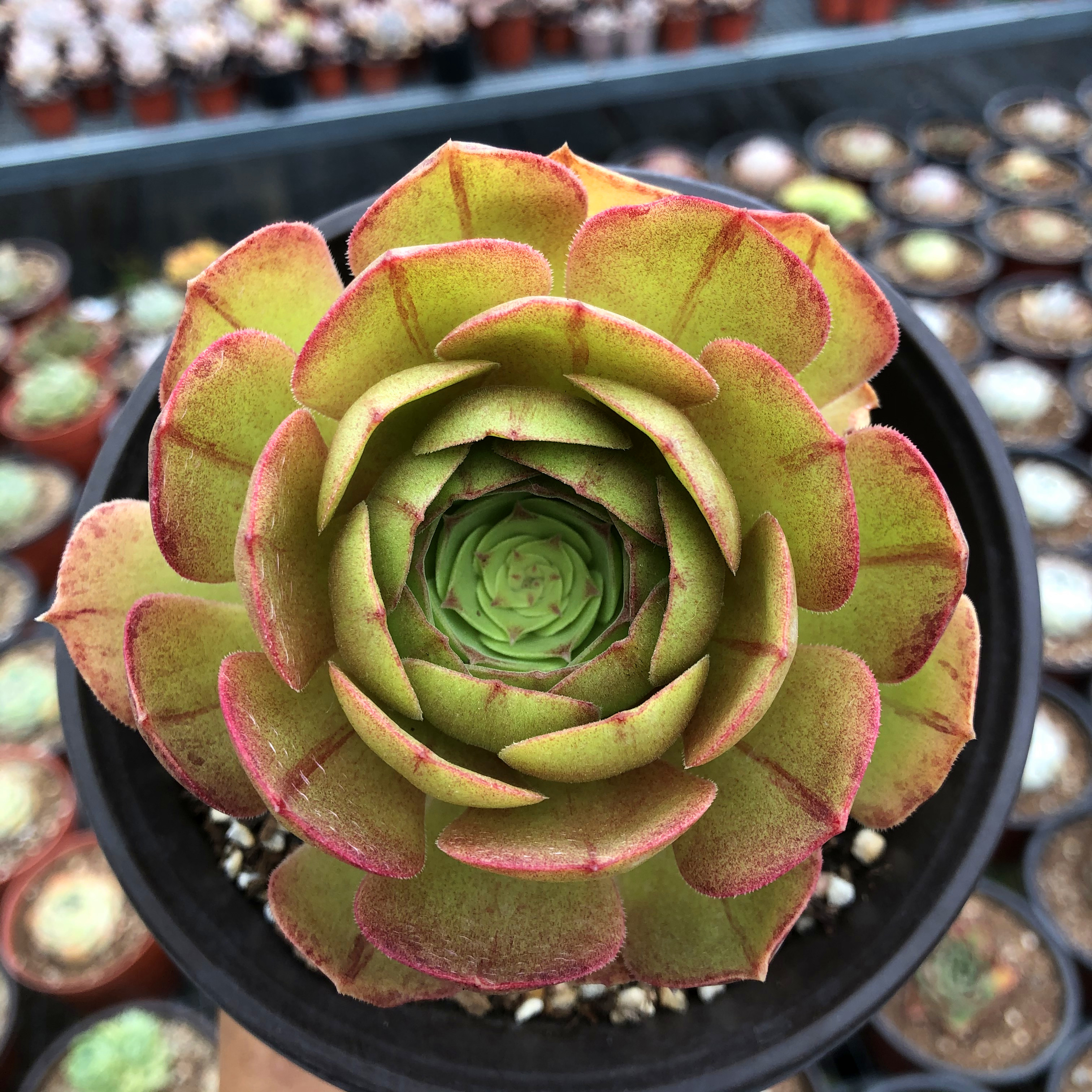 沙拉法师多肉植物万圣节群生多头多肉植物