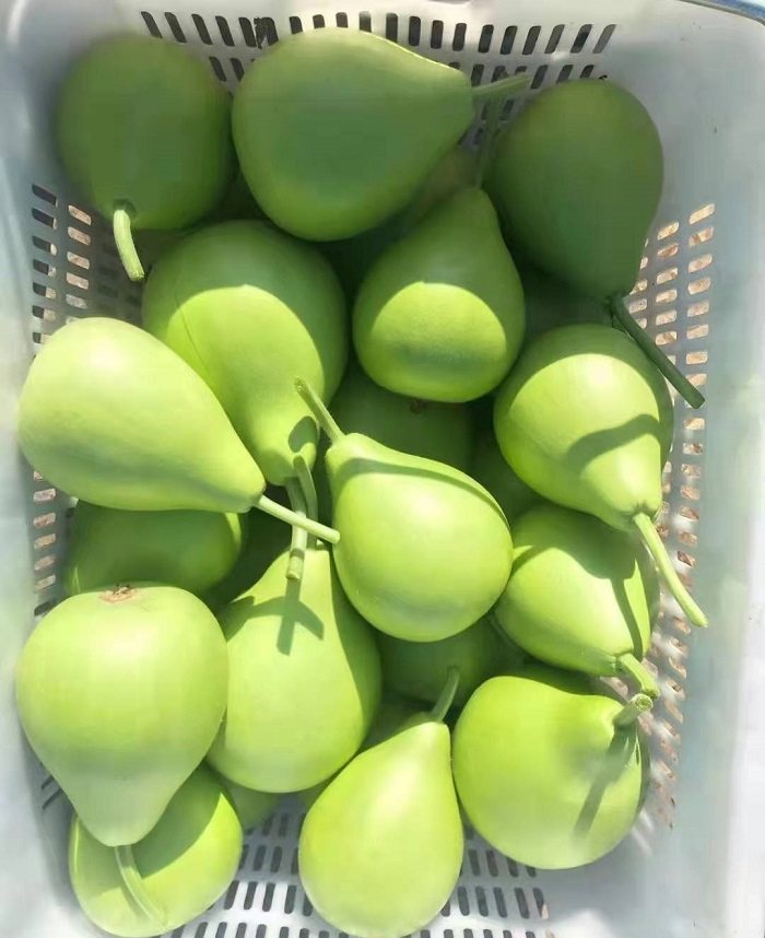 圆瓠正源种子杂交一代早熟高产甜蒲瓜菜葫芦蔬菜种子