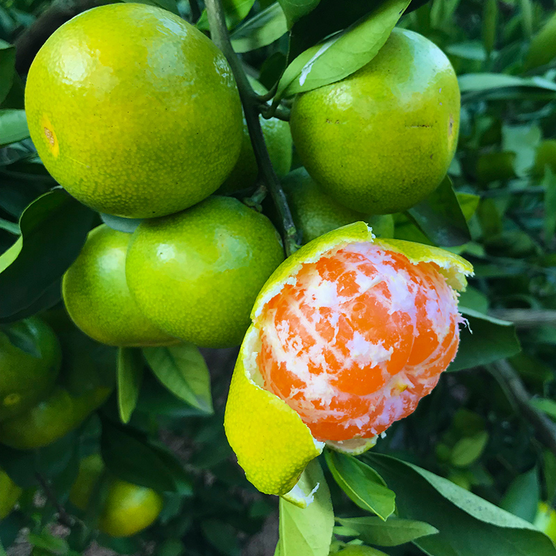 宜昌新鲜蜜橘早熟橘子孕妇青皮无籽蜜桔桔子桔子