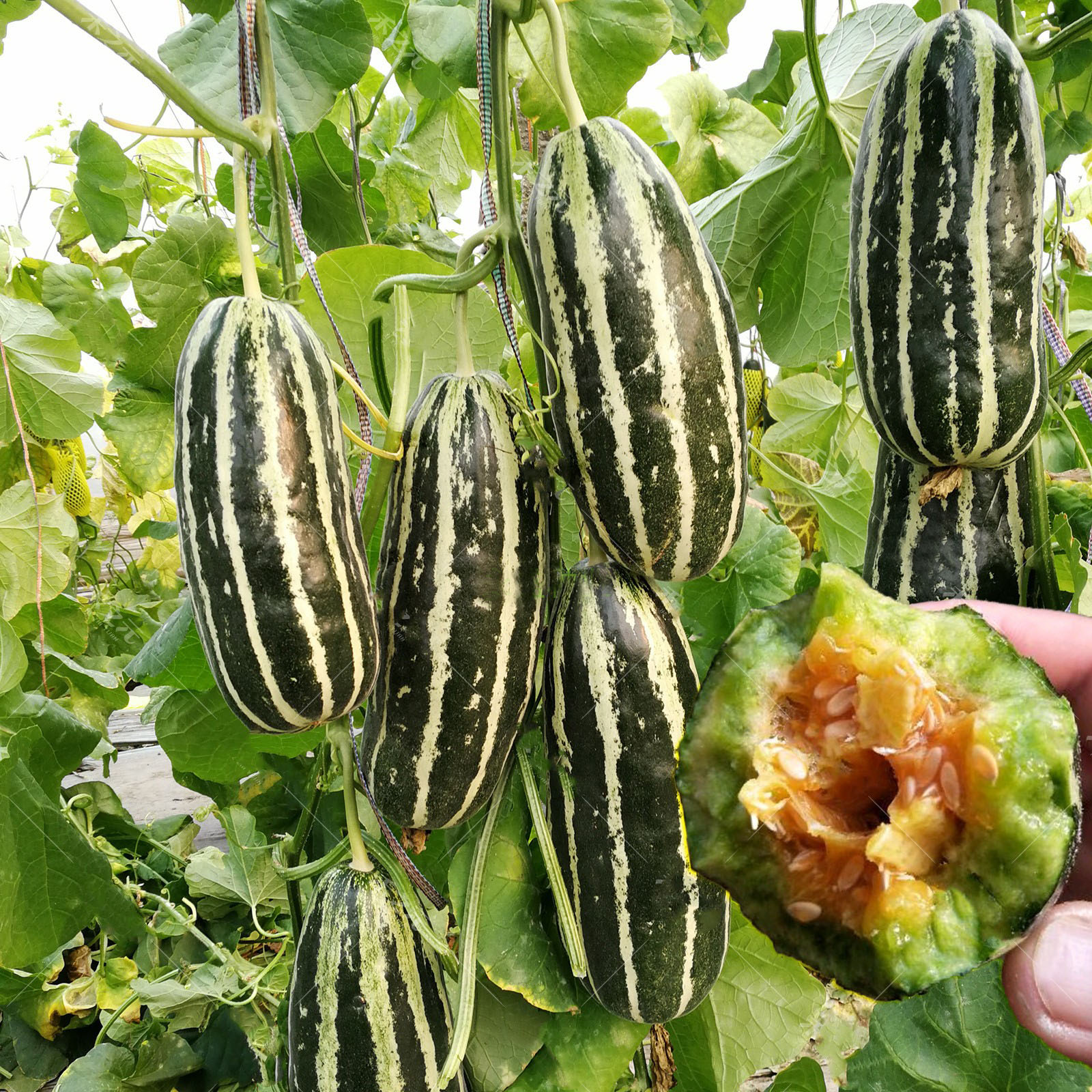 种子花皮酥瓜甜瓜香瓜博阳9号酥脆香甜芳香家庭园艺种子