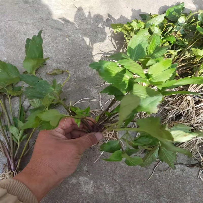 山辣椒中草药野生新鲜毛茛草茴茴蒜起泡菜外用外敷起泡 紫茎毛茛
