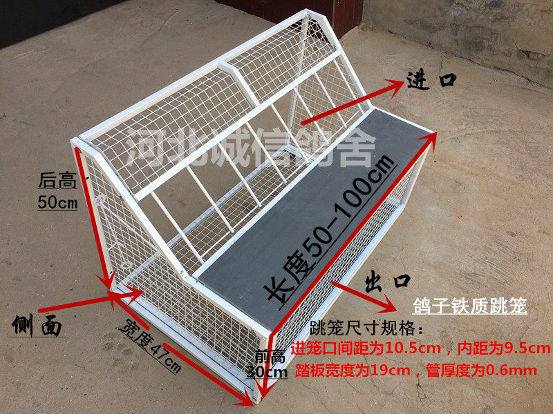 鸽子跳笼:提升信鸽训练效果的秘密武器