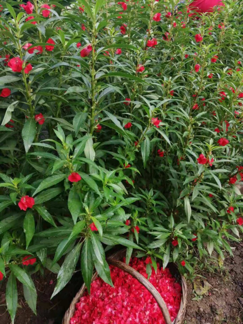 指甲新鲜染指花白凤仙小桃桃红花红草花白色时令草本花卉