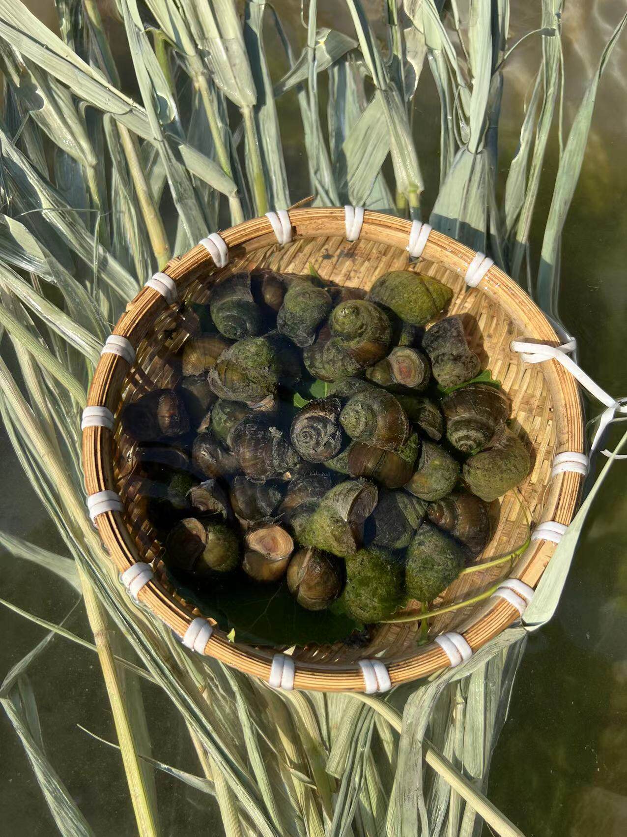 脆螺小号03斤鱼饵青鱼田螺薄壳鲜活挂钩螺蛳螺