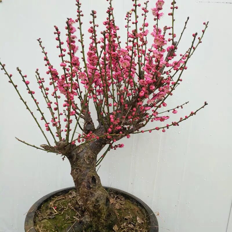 梅花盆景老桩乌梅朱砂梅室内好养活浓香型花卉耐寒盆栽实物