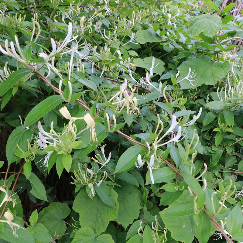 奥淼抓中草药白茯苓实体店发品质专卖中药材店铺批药材