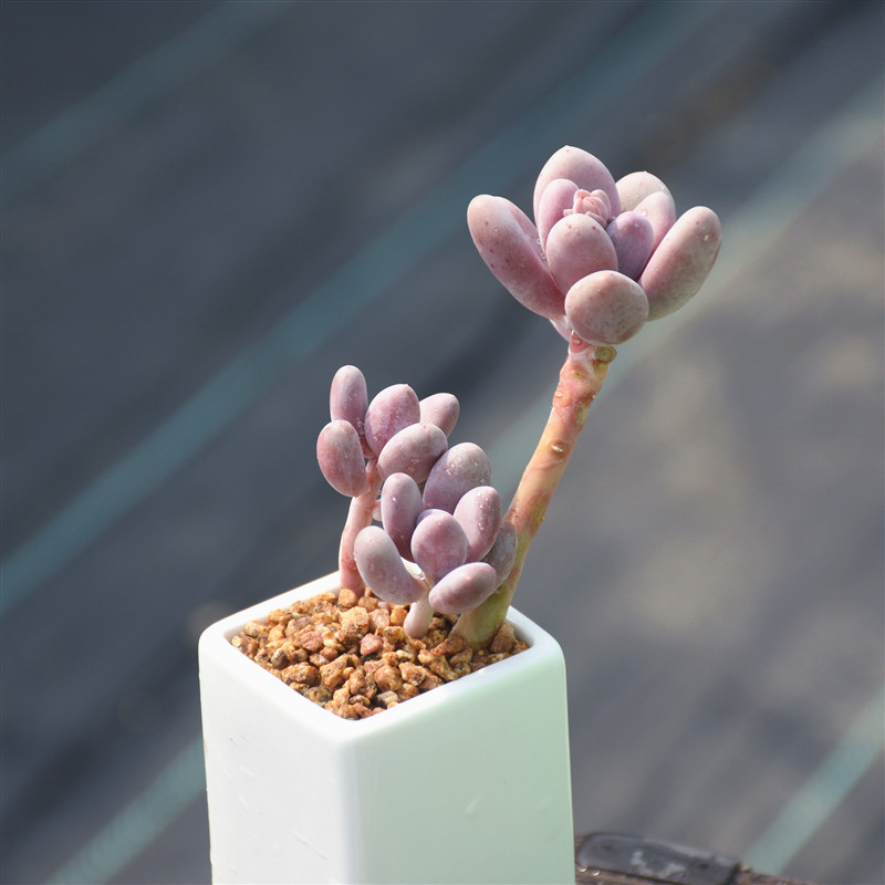 老桩糖果桃美人多肉植物粉色紫色肉肉紫霞仙子多肉植物