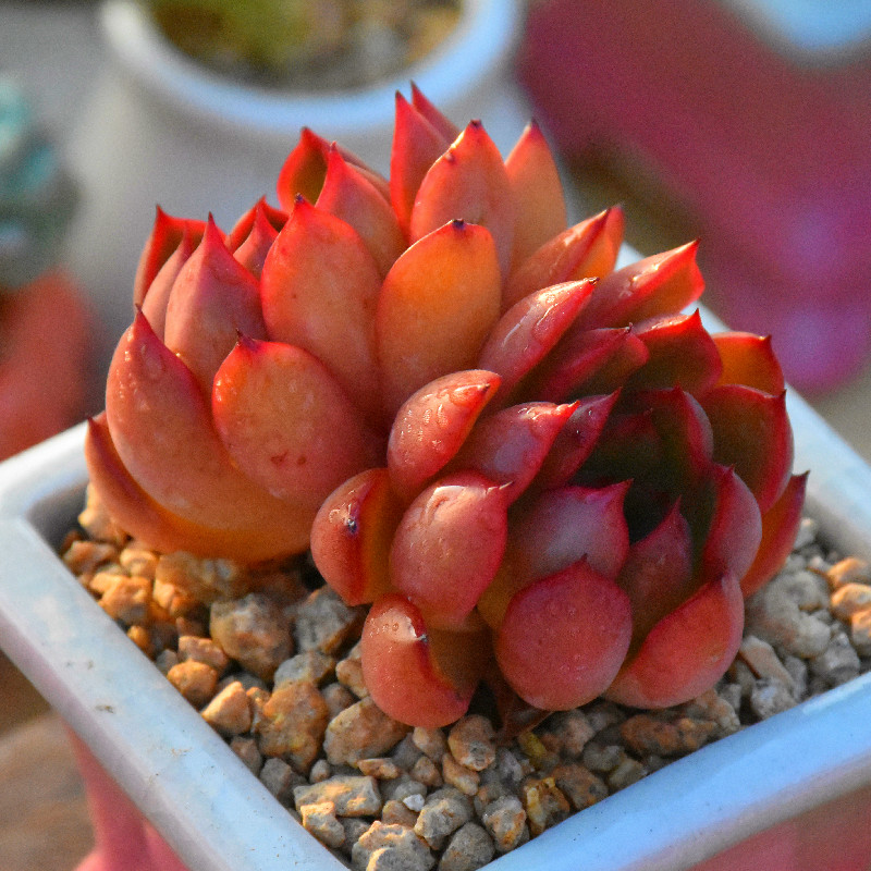 宝莉安娜群生红色多肉花卉绿植盆栽阳台窗台多肉植物