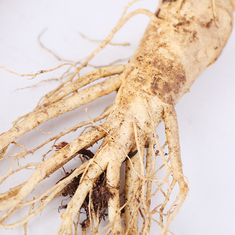 西洋参产地直销长白山优质4年新鲜盆栽花旗参苗人参