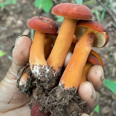 奶浆野生枞菌毛松树蘑菇杂菌现货现摘食用小菌顺丰新鲜松茸