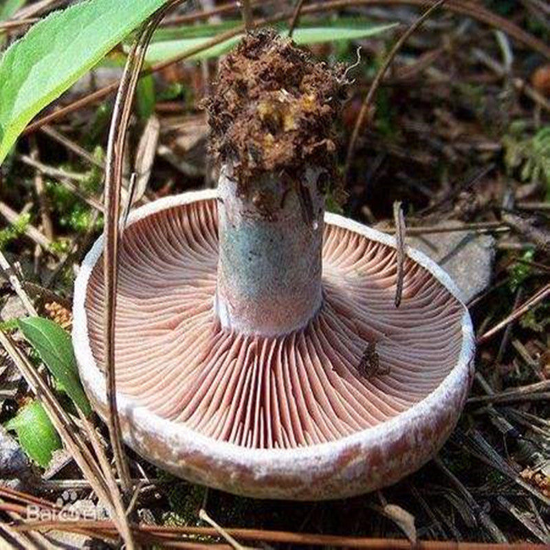 菌松乌枞新鲜野生蘑菇寒菌重阳茸蕈雁鹅松树新鲜松茸