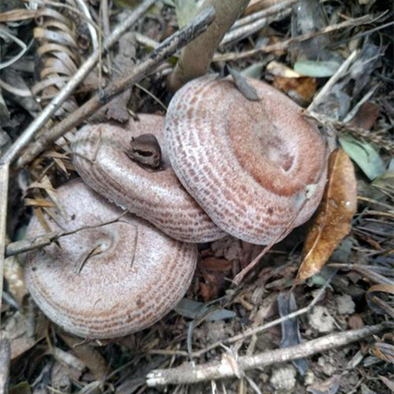 现货菌寒松树鹅菌菌雁枞树菇雁湖南松乳新鲜新鲜松茸