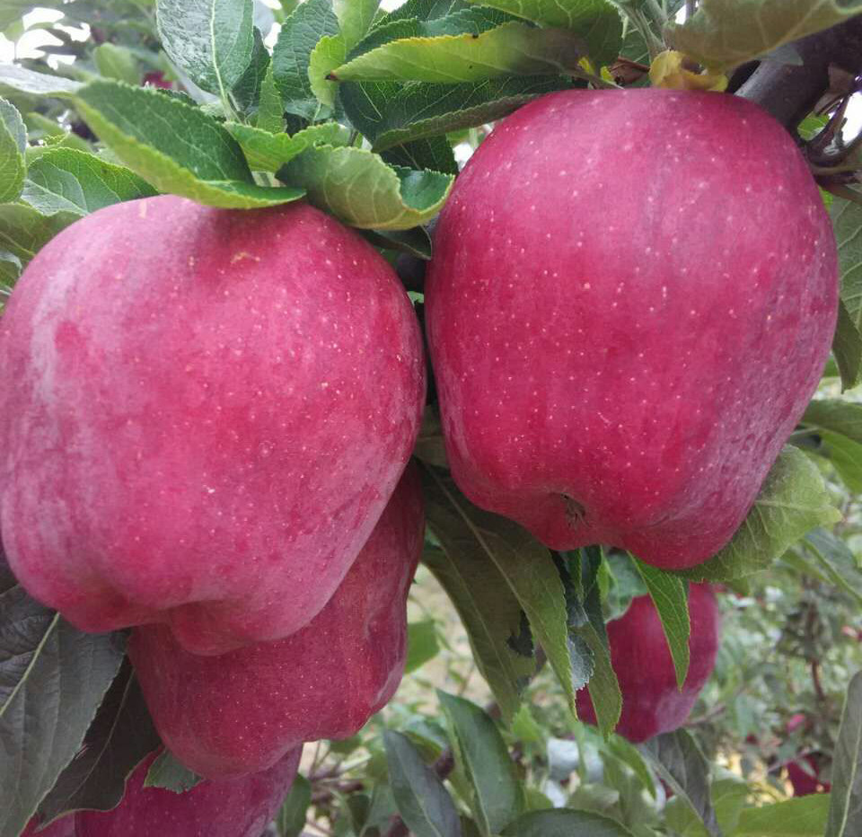 甘肃礼县花牛苹果10斤包邮新鲜宝宝蛇果辅食苹果