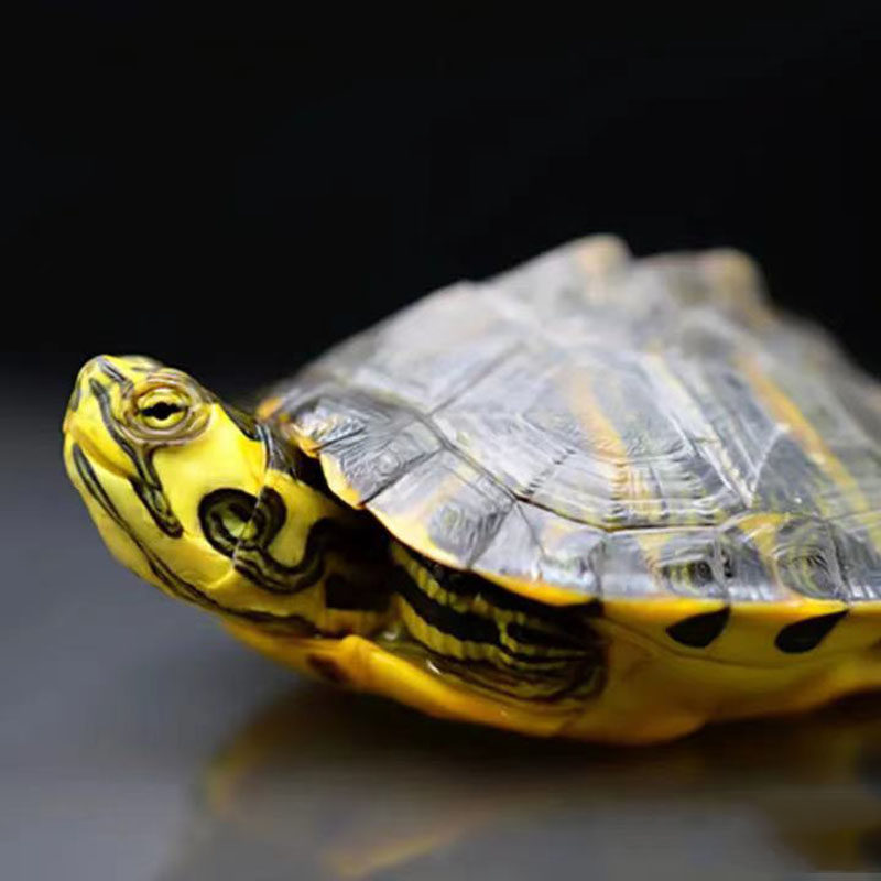 黄耳龟深水鱼缸混养水龟吃粪稀有纯种宠物观赏龟
