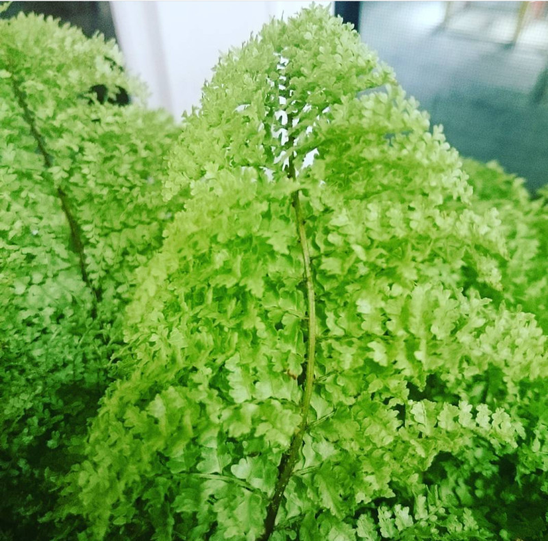 波斯顿棉花糖肾蕨蕾丝盆栽绿植室内净化空气观叶阳台阳台绿植