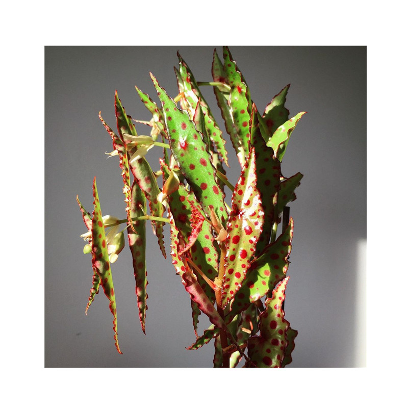 进口观叶秋刀鱼秋海棠begoniaamphioxus绿植室内盆栽植物绿植