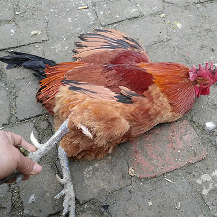 公鸡子鸡年老农家散养母鸡草鸡柴鸡整鸡