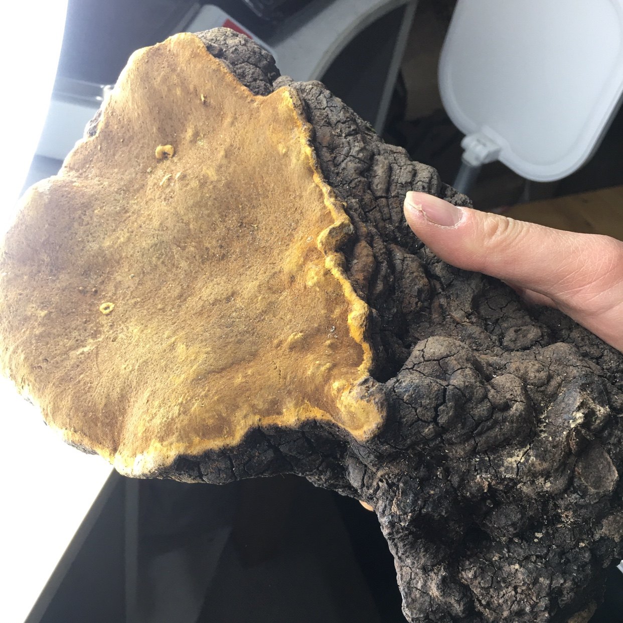 西藏野生桑树桑黄山野小朱西藏桑黄3080元720克单个上秤定制