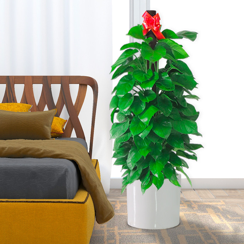 大叶绿萝绿植盆栽花卉办公办公室室内大型植物大型绿植