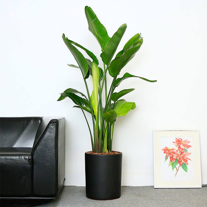 天堂鸟鹤望兰简约北欧风格室内大型绿植盆栽办公室大型绿植