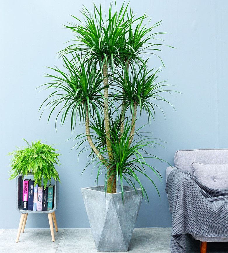 大型步步高龙血盆栽绿植欧风办公办公室室内客厅大型绿植