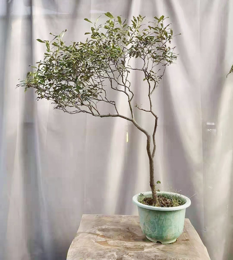 春花景观室内外庭院造景盆景绿植造型绿植