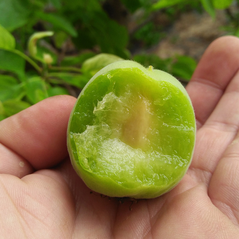 现货青杏水果2020年现摘陕西农家杏子孕妇爱吃绿杏新鲜时令鲜果