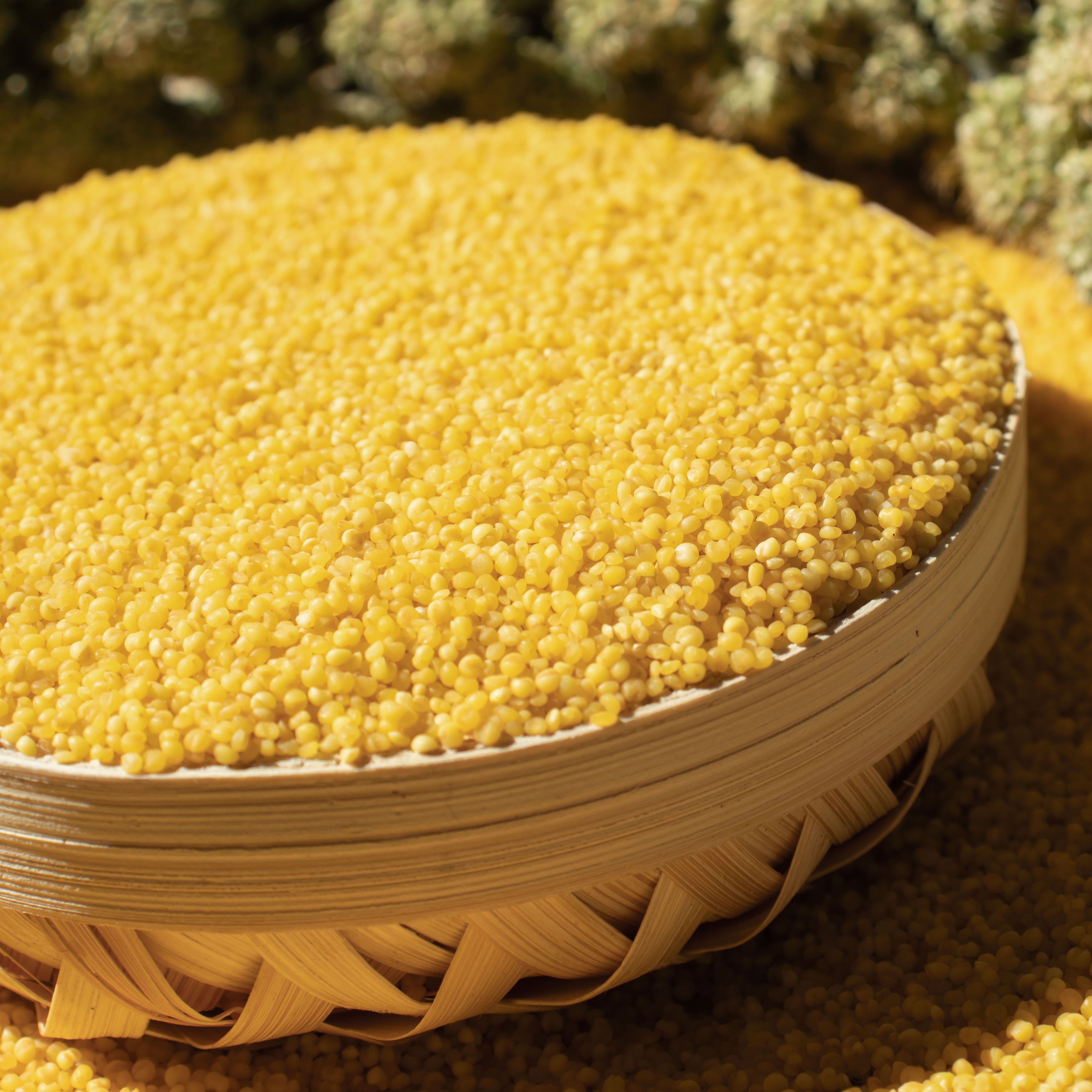 小米田也黄小米5斤内蒙古红谷月子米宝宝粥米农家小米