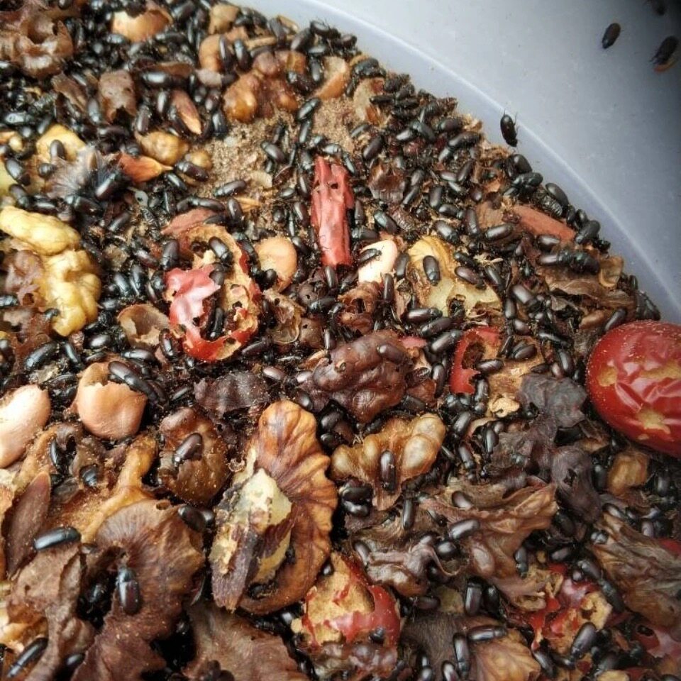 九龙专业养殖活体幼虫长寿虫药药材食材养生爬虫