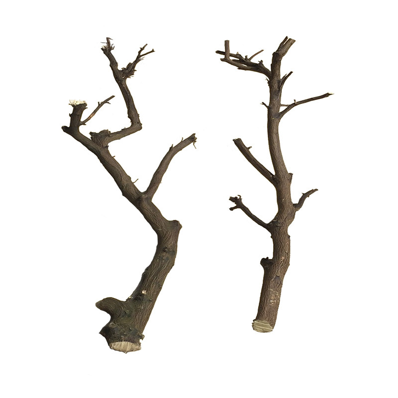 去皮原木树杈带叉树干树枝干支装饰树干创意树杈枯木树枝吊顶橱窗