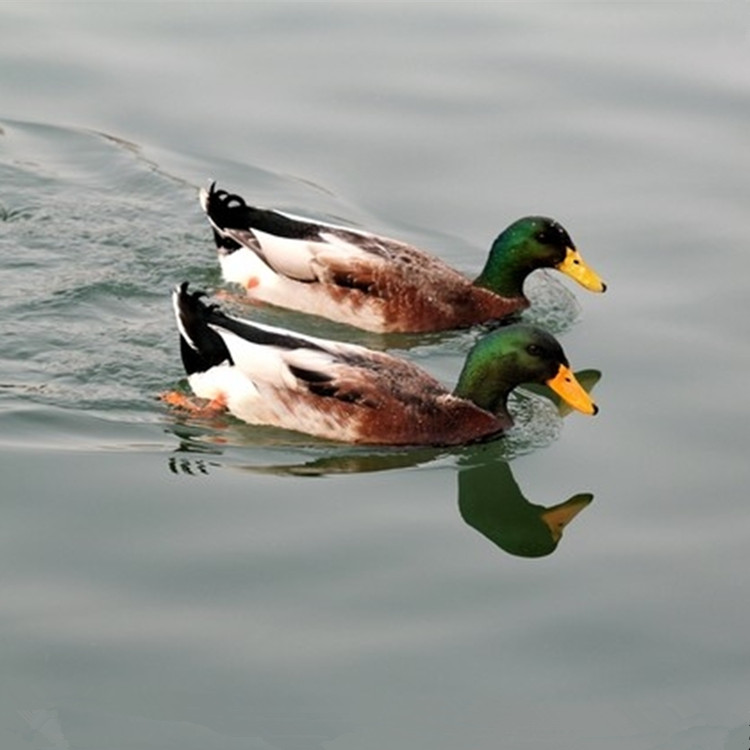 公鸭正宗苏北农家放散养老麻鸭草鸭鲜活活现鸭肉