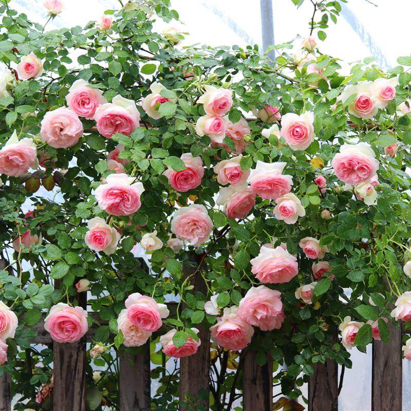 花苗藤本蔷薇爬藤欧洲月季大花拱门花墙龙沙时令草本花卉