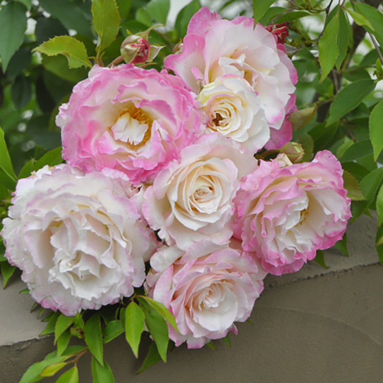 六翼天使炽天使河天使系列浓香月季四季少刺粉白白玫瑰花卉