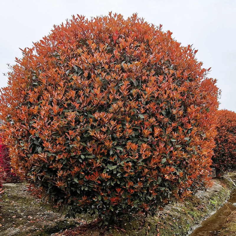 植物红叶石楠树苗庭院别墅造景石楠球工程色块绿植