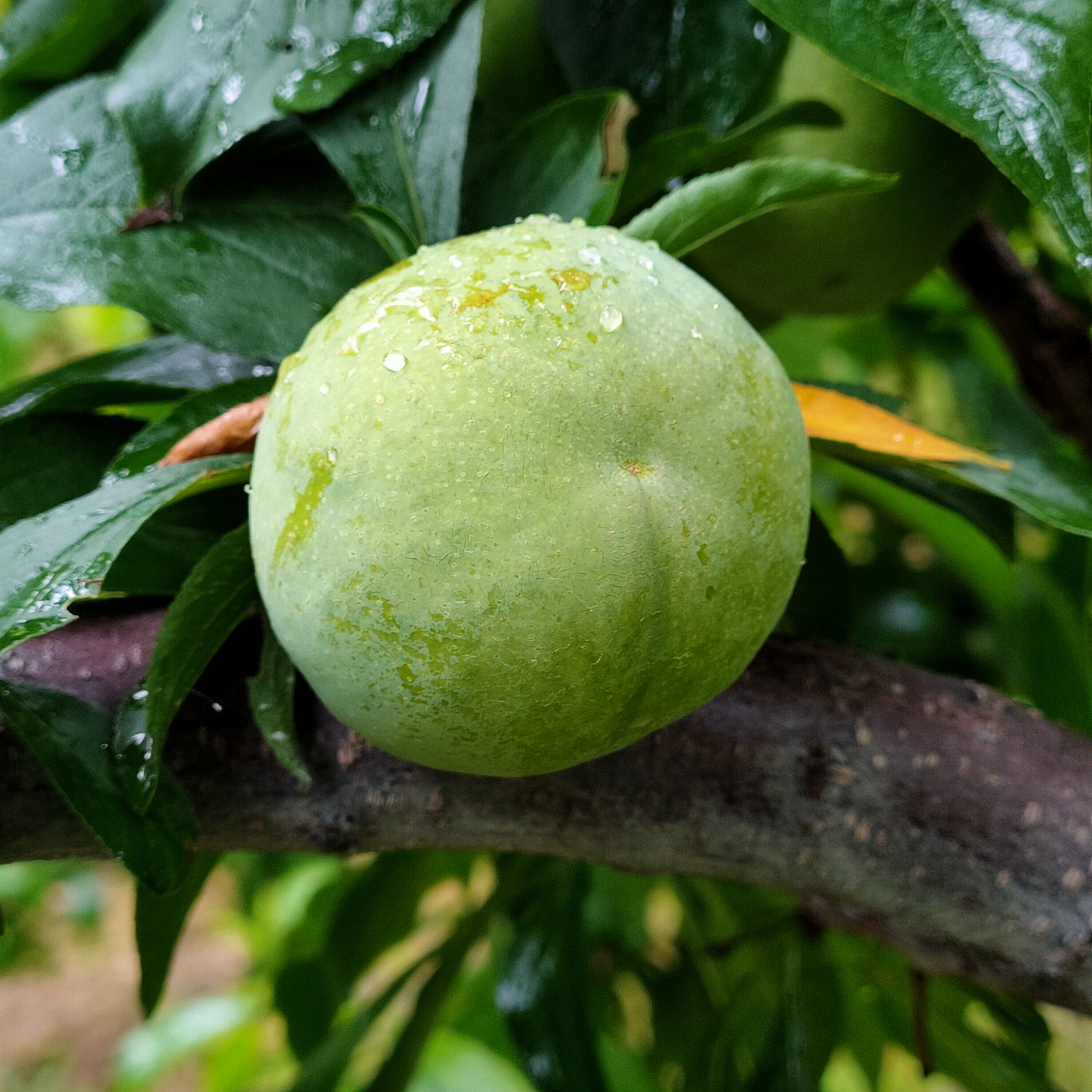 优质脆李精拣水果孕妇新鲜现在脱骨青红李青红李子