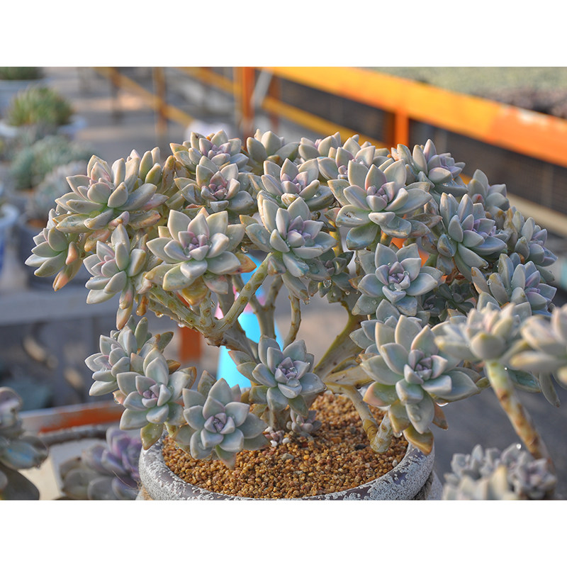 淡雪群生老桩多肉植物景天一物一拍绿植花卉多肉植物