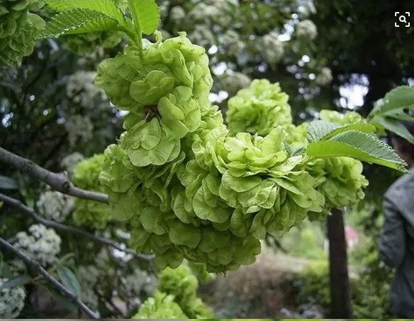 3斤装榆钱儿20年现摘新鲜野菜榆钱串子榆钱饭人工现采新槐花包邮