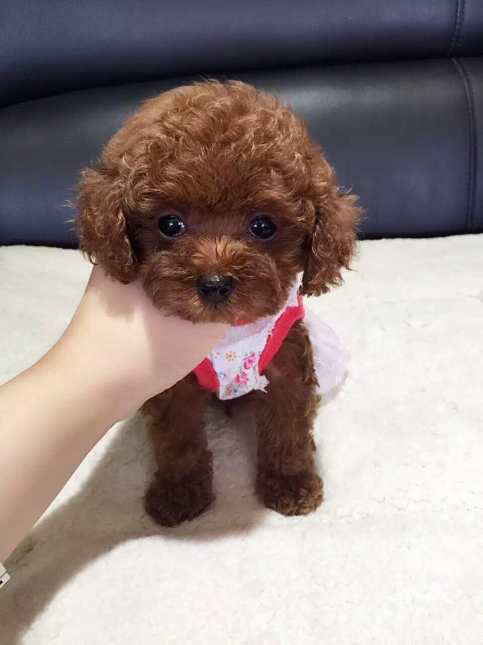 泰迪纯种犬雪纳瑞阿拉斯加萨摩金毛博美熊巴哥幼犬狗狗