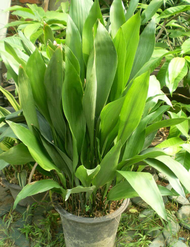 包邮长青一叶兰盆栽盆景大叶四季常青室内绿植绿植