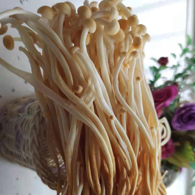 新鲜黄金金针菇4斤装2000g食用菌冬菇火锅蔬菜煲汤新鲜松茸