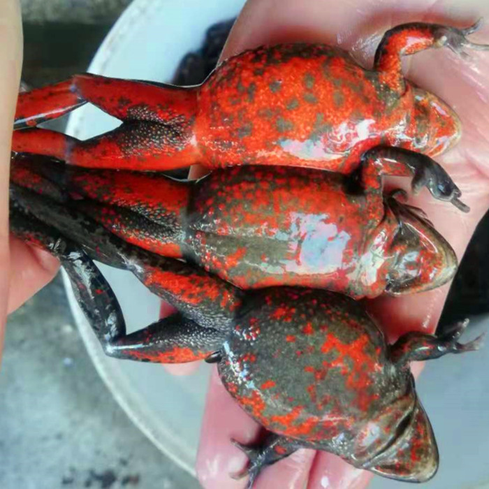 蛤蟆石蛤蟆哈士蟆田鸡全籽肚皮哈什蚂鲜活抚远特产其它雪蛤制品