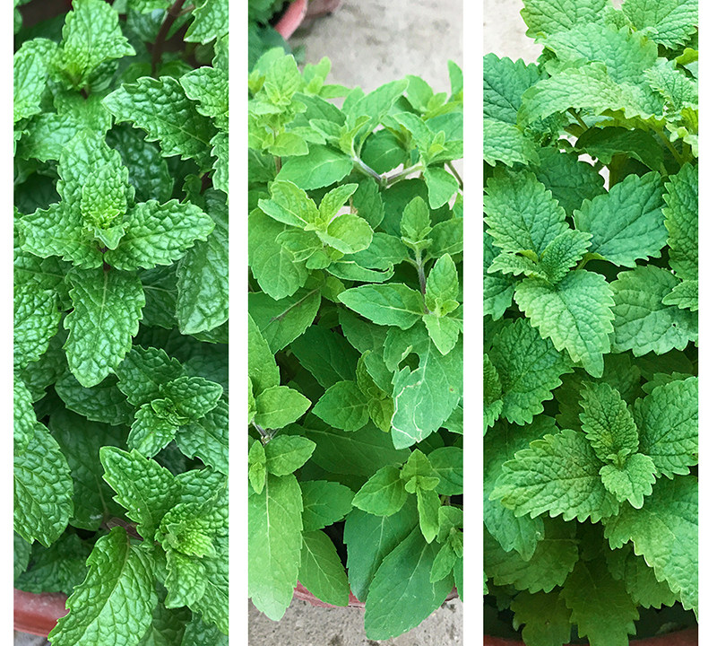 薄荷盆栽新鲜可食用苏格兰薄荷柠檬薄荷留兰香薄荷阳台庭院薄荷叶