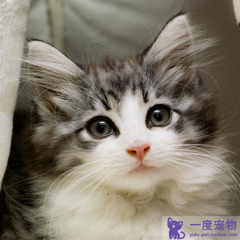 活体热卖挪威森林纯种缅因巨型宠物猫棕虎斑宠物摄影