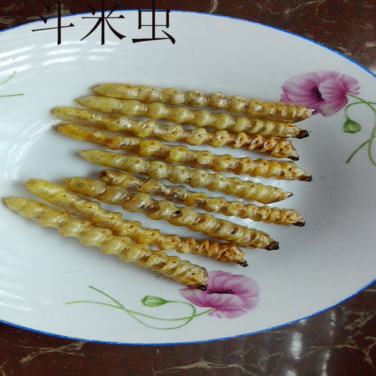 浙江野生斗米虫/正宗/野生斗米虫/吃饭香/鸟不踏刺虫/云石树虫