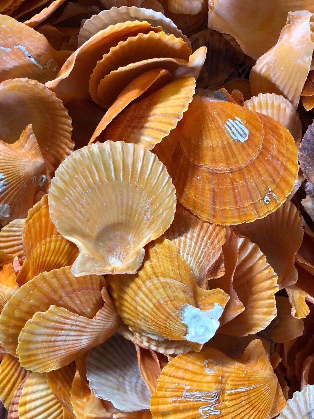 烧烤特价金贝黄金贝家庭装饰造景鱼缸新品用蒜海鲜海螺