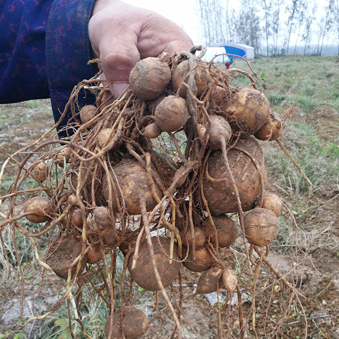 香芋香地山东罗汉5斤小果地雷栗参珍珠金丝罗汉果