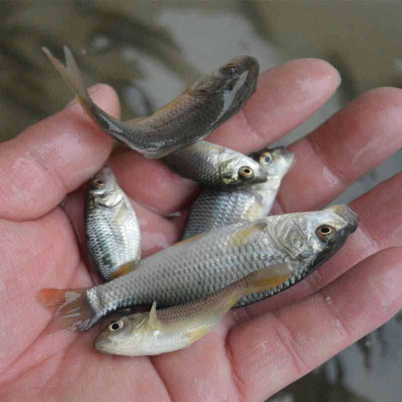 鱼苗鲤鱼活体淡水养殖贵州稻田稻花花红草鱼鱼