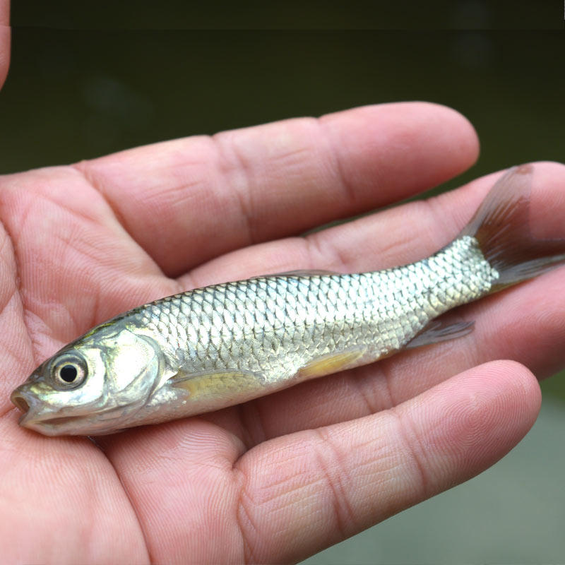 鱼苗草鱼活体淡水养殖草皖半斤食蚊鱼大饲料鱼