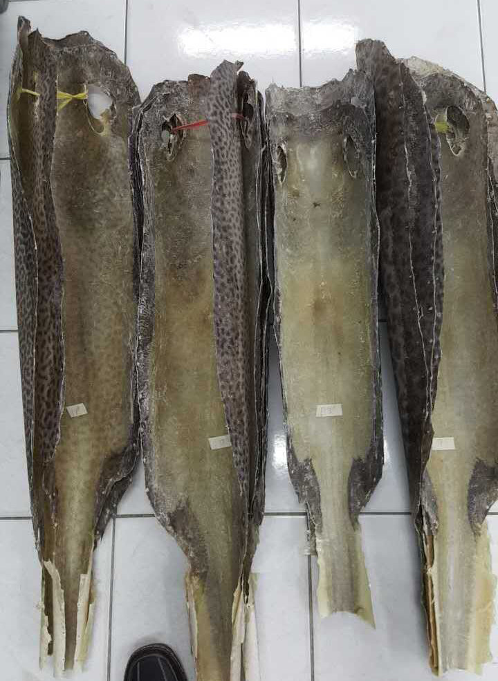 皮料虎纹本色珍珠魔鬼鱼皮diy手工刀剑剑鞘海绵垫