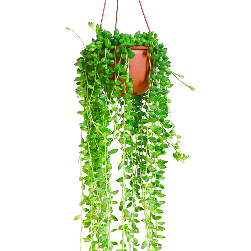 多肉植物佛珠情人珍珠吊兰长藤垂吊室内盆栽多肉植物